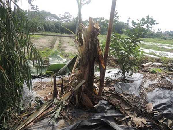 ̨������㽶�������Ұ���ƻ�