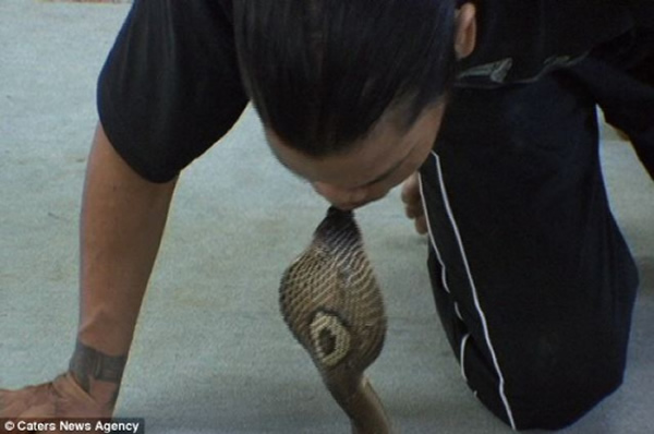 泰国芭提雅耍蛇人与眼镜蛇“亲吻”