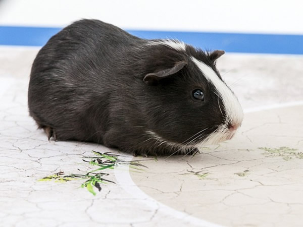 巴西世界杯:瑞士天竺鼠希瓦预测瑞士队将在20日爆冷击败法国队