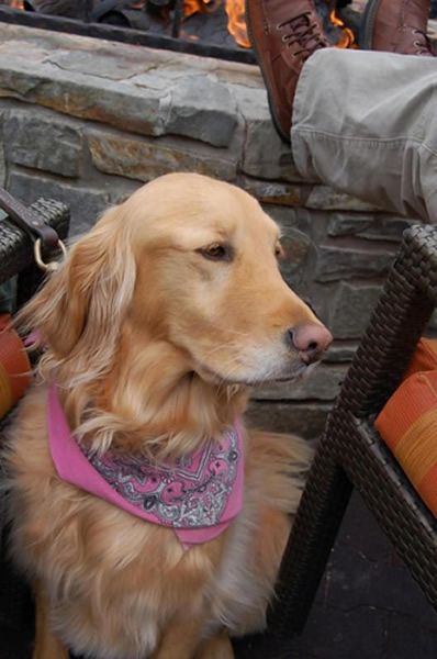 金毛猎犬走失两年仍原地等主人终团聚