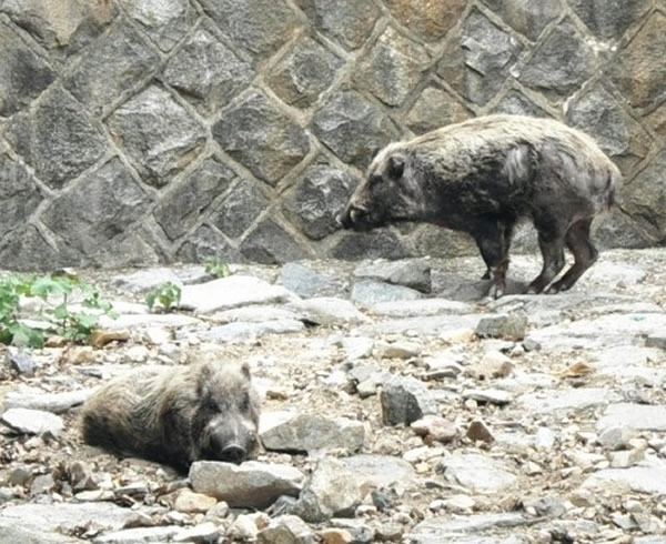 日本神户市东滩区的住宅街道连续3天发生居民被野猪袭击事件
