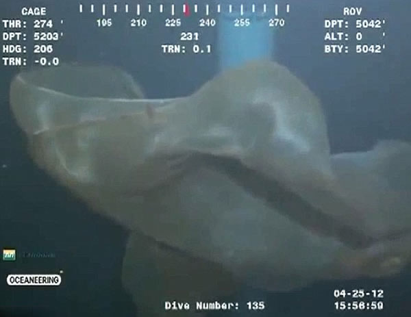 ī������5000Ӣ��������㵽�ġ����֡�֤ʵΪ̥��ˮĸ