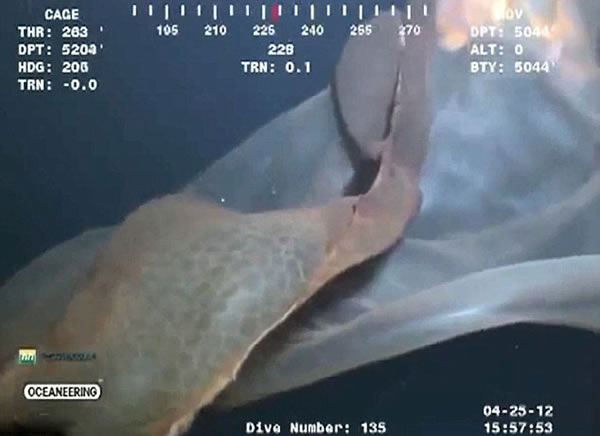 ī������5000Ӣ��������㵽�ġ����֡�֤ʵΪ̥��ˮĸ