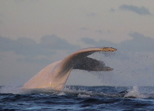 白化座头鲸“米伽罗”(Migaloo)今年首次现身澳大利亚新南威尔士的格林角海岸