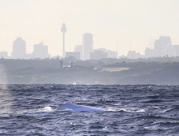 白化座头鲸“米伽罗”(Migaloo)今年首次现身澳大利亚新南威尔士的格林角海岸