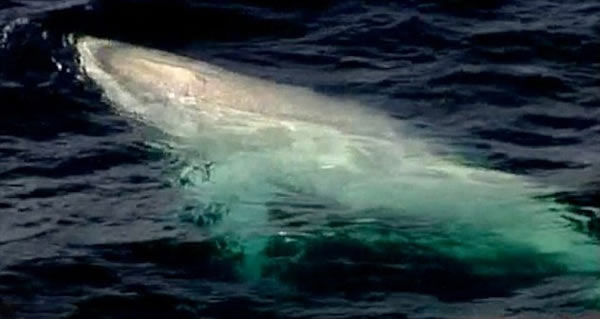 白化座头鲸“米伽罗”(Migaloo)今年首次现身澳大利亚新南威尔士的格林角海岸