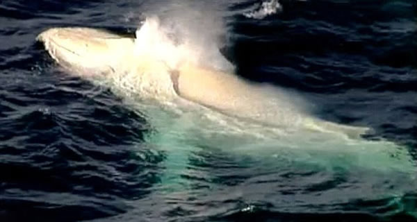 白化座头鲸“米伽罗”(Migaloo)今年首次现身澳大利亚新南威尔士的格林角海岸