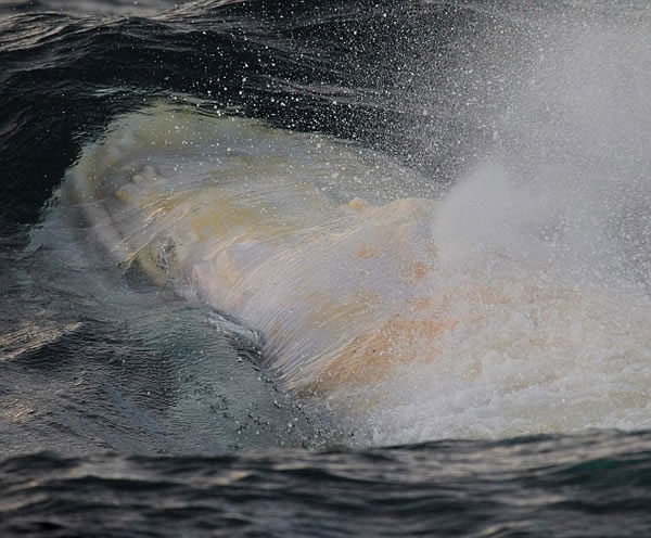 白化座头鲸“米伽罗”(Migaloo)今年首次现身澳大利亚新南威尔士的格林角海岸