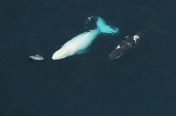 米伽罗(Migaloo)2009年7月在澳大利亚出现的照片。米伽罗是世界上唯一的白色雄性座头鲸。它在1991年首次在澳大利亚水域被世人发现。