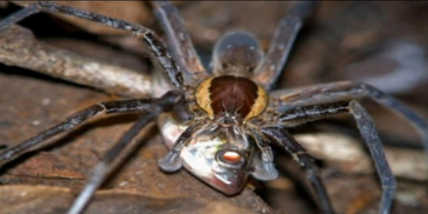 最新研究表明地球上七大洲中只有南极洲没有食鱼蜘蛛