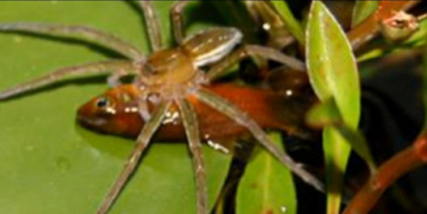 最新研究表明地球上七大洲中只有南极洲没有食鱼蜘蛛