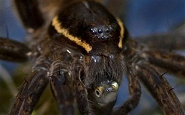 最新研究表明地球上七大洲中只有南极洲没有食鱼蜘蛛