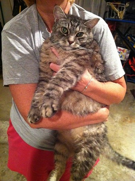 差点被淹死的大虎斑猫不但捡回一命,也被好心人收养照顾。