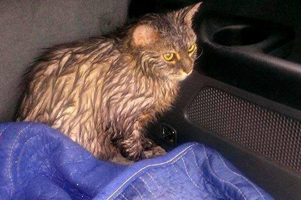 猫咪差点被淹死,幸好有好心人施救,才终于让它活了过来。