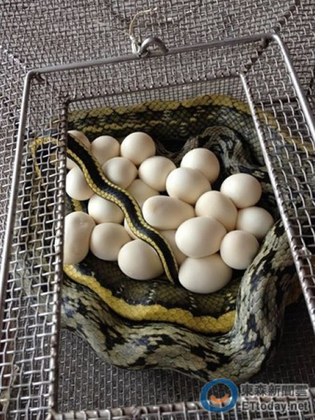 台湾杨梅“锦蛇”闯民宅被抓 在消防局下蛋24颗
