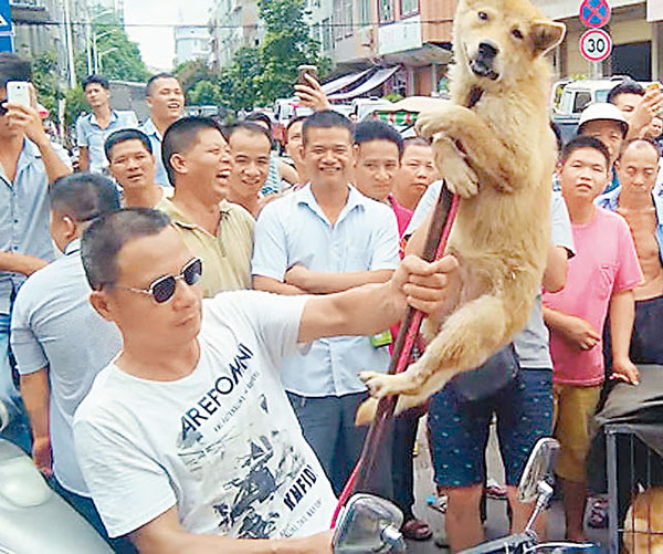 狗贩以钳子夹起狗只威胁爱狗人士