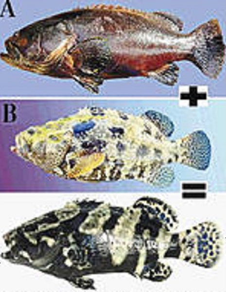 ���������п�ѧ����������(A)������(B)���֣����������ͻ���ʯ�ߡ�