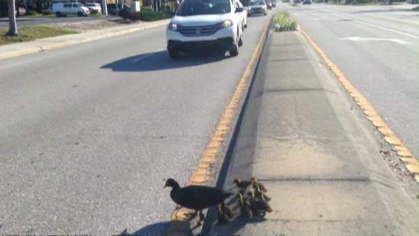 帮助小鸭过马路,也要小心路面安全。