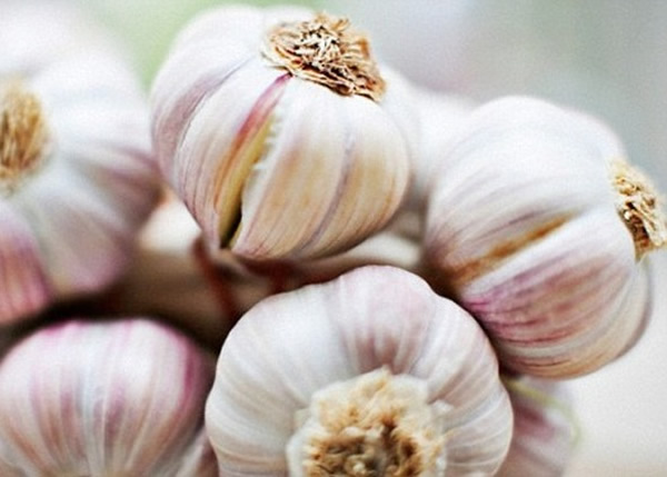 蒜头内的烯丙基甲基硫化物不能透过消化分解,而这就是吃后有口气的原因。