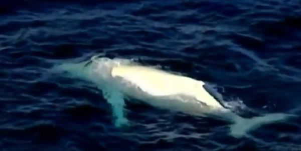 ���޶����������ǰ׻���ͷ�����׼�³����Migaloo���ٶ�����