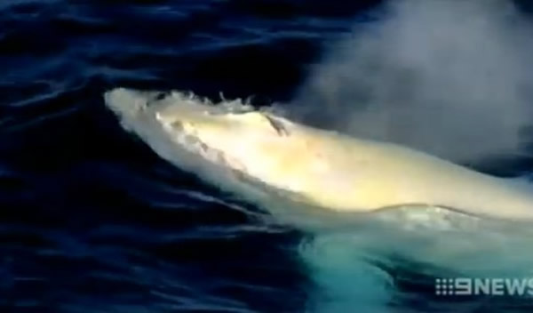 ���޶����������ǰ׻���ͷ�����׼�³����Migaloo���ٶ�����