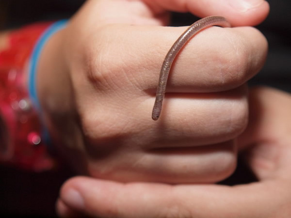 美国网友家中发现一条“蚯蚓” 原来是德州细盲蛇