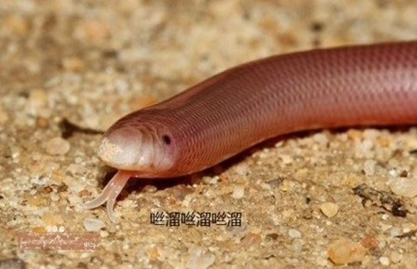 美国网友家中发现一条“蚯蚓” 原来是德州细盲蛇