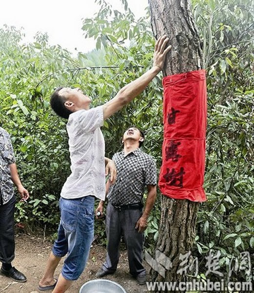 湖北通山县慈航寺4棵神奇松树晴天会“下雨”