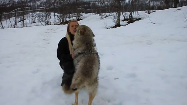 Ų�������ض���԰������Ա�ݲ��ٻ��� 4ֻ�Ƿ��˶��������ֱ�����