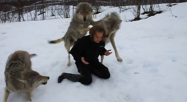 Ų�������ض���԰������Ա�ݲ��ٻ��� 4ֻ�Ƿ��˶��������ֱ�����