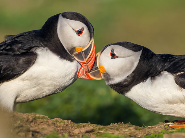 ������żʱ�ụ��Ħ����ײ��๣���֮Ϊ�����ġ�������˹��˹��Ī���ϣ���Ժ���չʾ����ֳ�����е����磺�й��Ƶ���ɫ����Լ���������Ȧ��Photograph by D