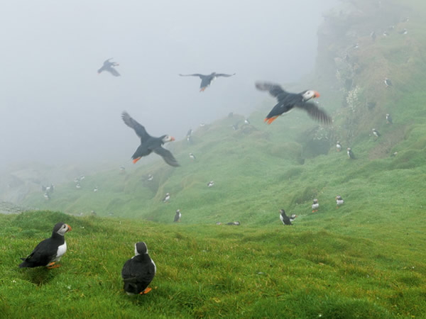 ÿ��4�µ�8�¼䣬������˹���������������Ƶ��ͱڶ��ᱻ����ռ�졣�ܶຣ�л�ѡ�������İ��ºͳ�Ѩ�����Ƕ����������������֪����Photograph by Dann