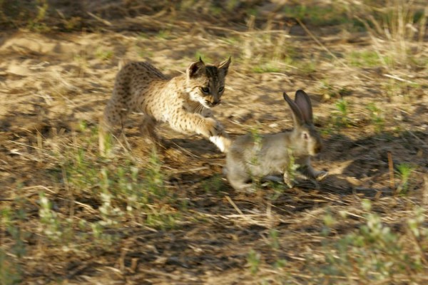 һֻ��������ɽè��׷������