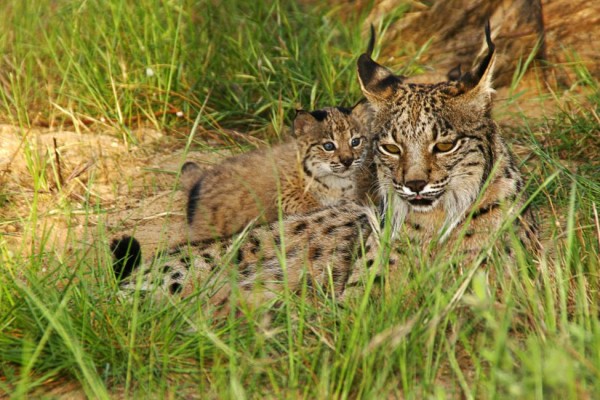 �������̵���������ɽèһ����벶����ֻ����