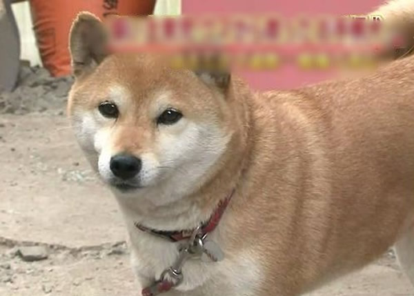 �ձ���Ȯ���ͻ��˺��ܾ�5����ͯ