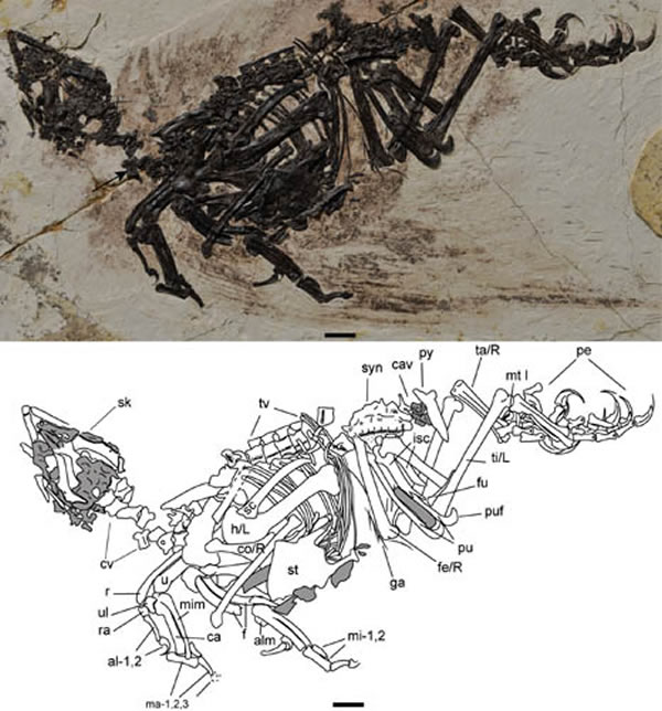 肖台子强壮爪鸟(Fortunguavis xiaotaizicus)正型(王敏供图)