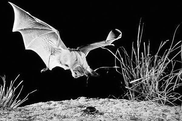 研究发现一些蝙蝠的叫声里蕴涵着更复杂的意义