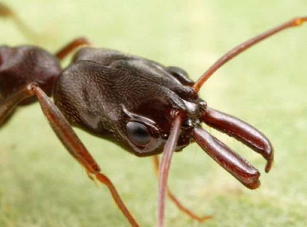 新物种锯针蚁属蚂蚁侵袭美国