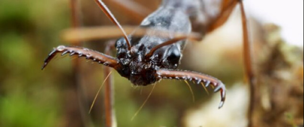 口器上带有毒刺