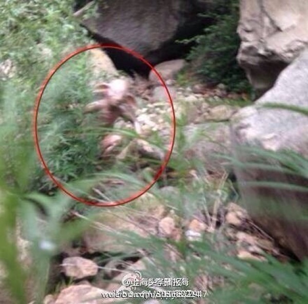 北京怀柔惊现怪兽?