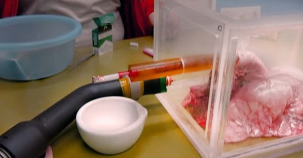 美国研究指现时的香烟较50年前更有害。图为科学家以猪肺测试香烟成份对肺部的祸害。