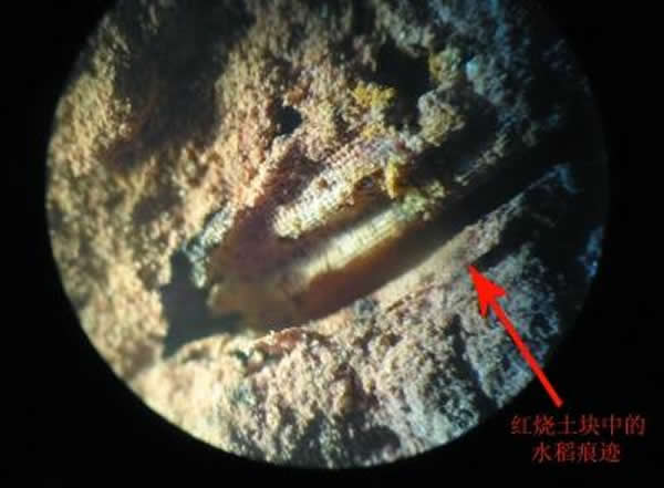 显微镜下观察到的凌家滩时期稻壳印痕