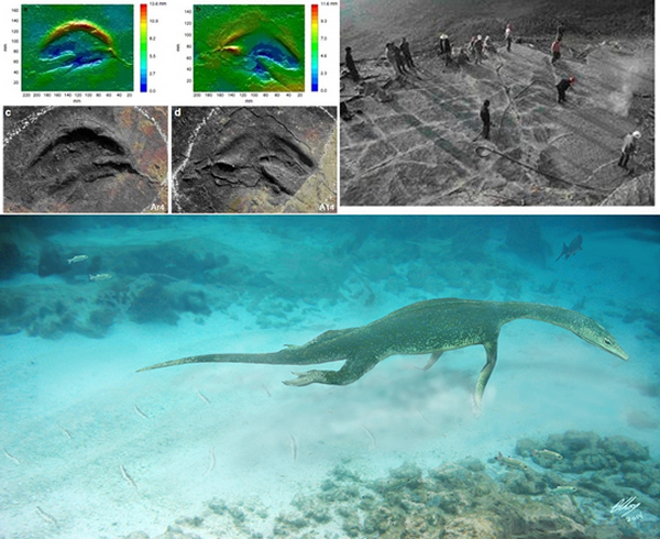 罗平桨迹新属种三维数字图、化石照片、施工现场及幻龙觅食生态复原图