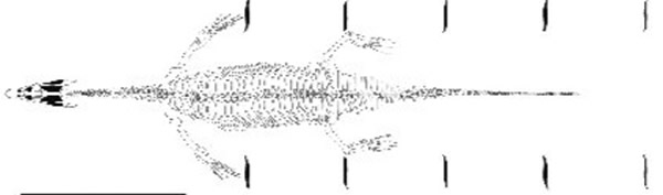 海相幻龙在水中滑动四肢前进时的形态,它前进时前肢在水底留下痕迹。