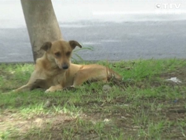 台湾高雄一只遭遗弃的小黄狗在路中央隔离带苦等主人两年