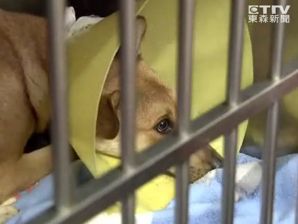 动保团体花四小时,抓到忠犬小黄送医治疗。(图/东森新闻)