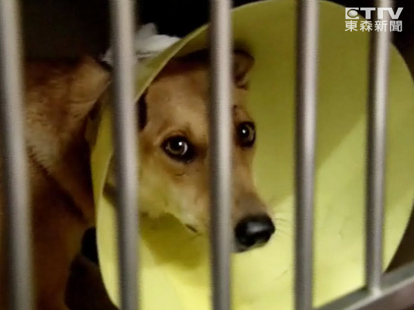 动保团体花四小时,抓到忠犬小黄送医治疗。(图/东森新闻)