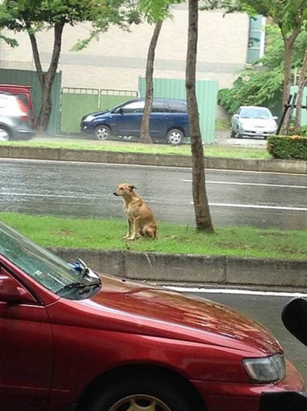 台湾忠犬小黄路中苦等主人两年