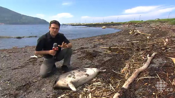 加拿大魁北克圣安妮山脉与路易斯山之间的河岸发现至少5只无头海豹的尸体