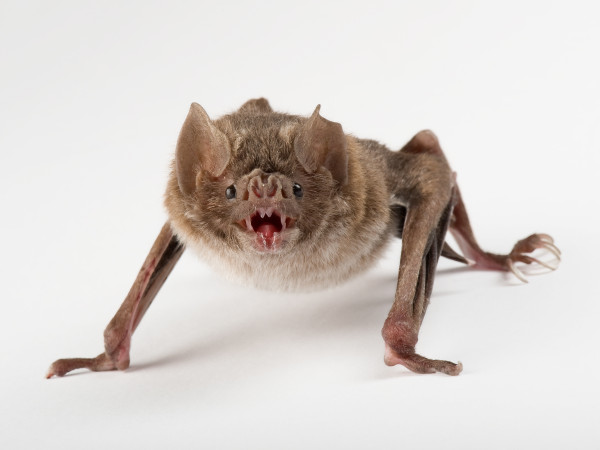 �ھ�ͷǰ�ں����Ƶ���Ѫ��common vampire bat�����zӰ��Joel Sartore, National Geographic Creative